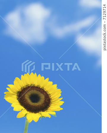 向日葵 7129714