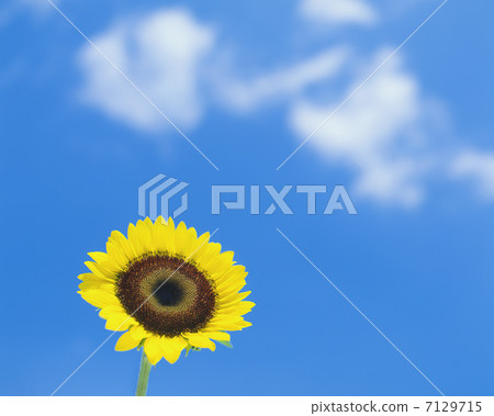 向日葵 7129715