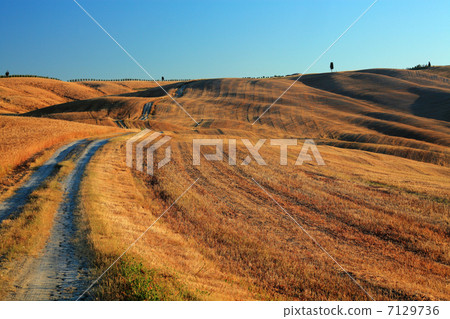 Cypress and wheat fields Cypress and wheat fields 7129736