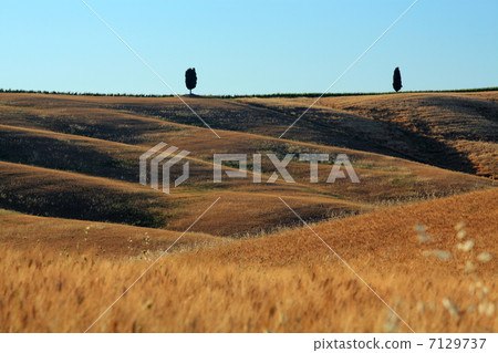 Cypress and wheat fields Cypress and wheat fields 7129737