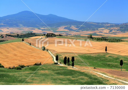 Cypress of Tuscany 7130000