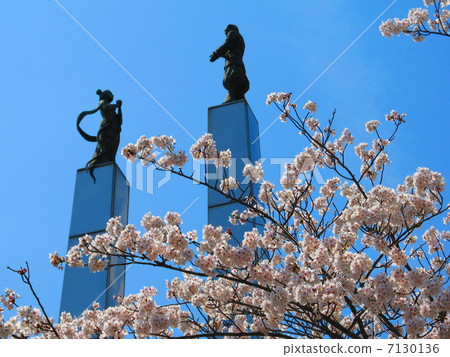 Cherry Blossoming ~ Kimi Towa Tower (Kisarazu City / Chiba Prefecture) 7130136