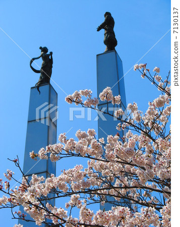 Cherry Blossoming ~ Kimi Towa Tower (Kisarazu City / Chiba Prefecture) 7130137
