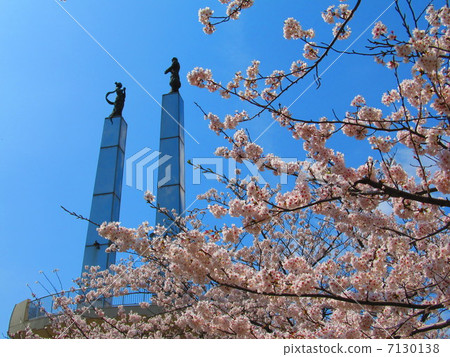 Cherry Blossoming ~ Kimi Towa Tower (Kisarazu City / Chiba Prefecture) 7130138