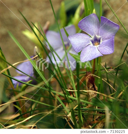 Spring flower 7130225