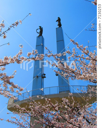 Cherry Blossoming ~ Kimi Towa Tower (Kisarazu City / Chiba Prefecture) 7130253
