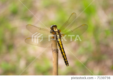 Shioya Tombo 7130736