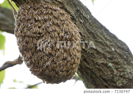 蜜蜂蜜蜂 7130747