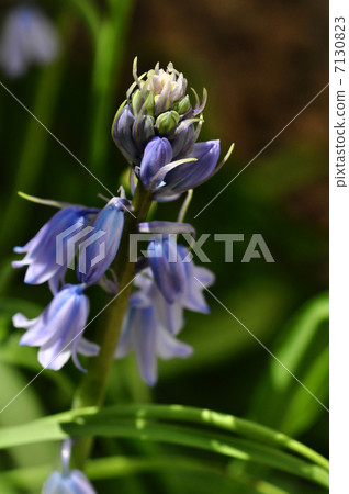 Tsurigane sushi (2013.4) Tsurigane sushi (2013.4) 7130823