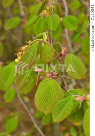 Tree · Trisa tree Tree · Trisa tree 7130841