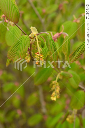 Tree · Trisa tree Tree · Trisa tree 7130842