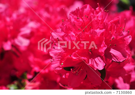 杜鵑花（2013.4） 7130860