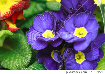 beautiful purple violet flowers beautiful purple violet flowers 7130959