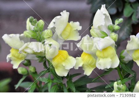 Goldfish (2013.4) Goldfish (2013.4) 7130982