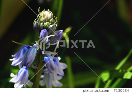 Tsurigane sushi (2013.4) 7130984