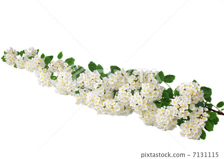 Beautiful white flowering shrub Spirea aguta (Brides wreath). Beautiful white flowering shrub Spirea aguta (Brides wreath). 7131115
