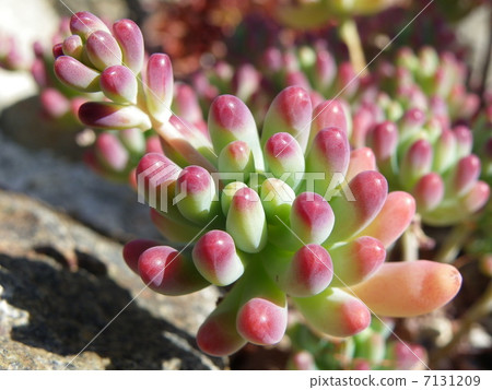 Sedum·Paki電影 Sedum·Paki電影 7131209