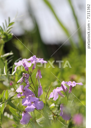 Great altace 7131362