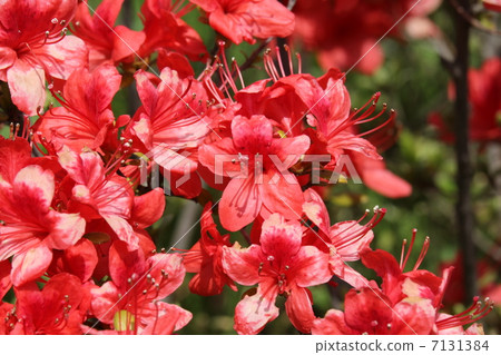 Kirishima Azalea 7131384