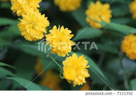 Yae Yamabuki 7131392