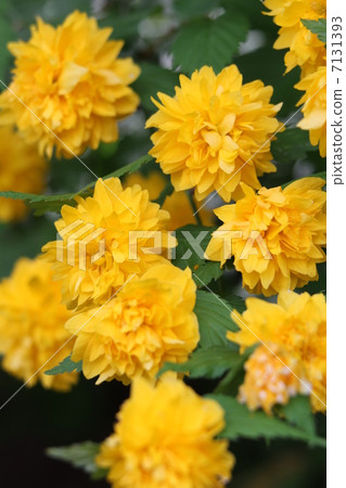 Yae Yamabuki 7131393