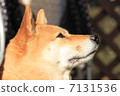 Shiba Inu 7131536