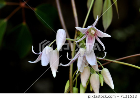 Mube flowers 7131538