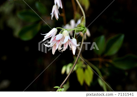 Mube flowers 7131541