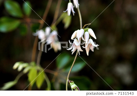 Mube flowers 7131543
