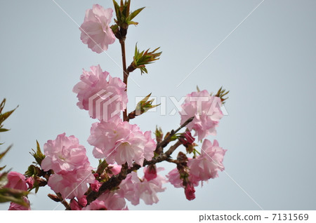 哈納芬盛開 7131569