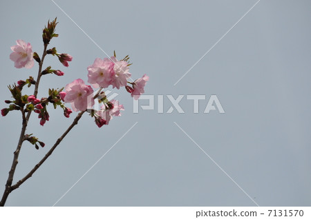 紅楓在Aozora綻放 7131570