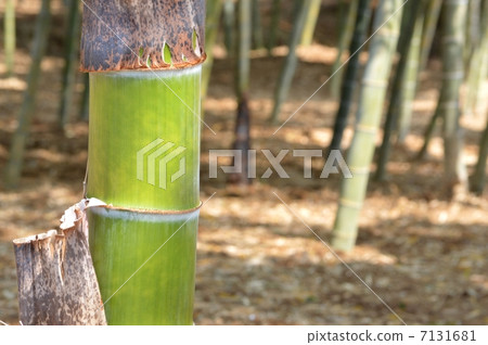 Bamboo 7131681