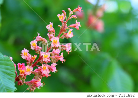 紅花栗子 7131692