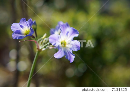 Ryu Coco Lane 7131825