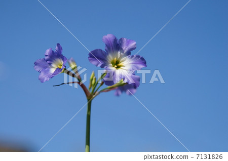 Ryu Coco Lane 7131826