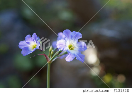 Ryu Coco Lane 7131828