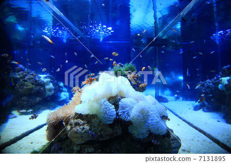 Hakkeijima海洋天堂 7131895