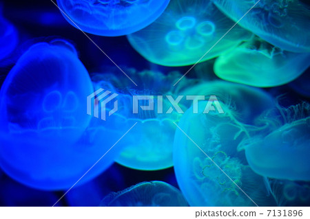 Hakkeijima海洋天堂 7131896