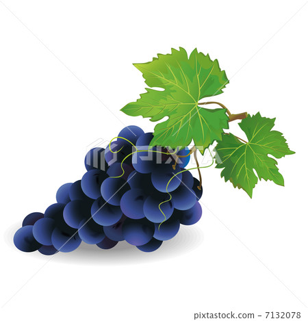 Realistic black grape isolated Realistic black grape isolated 7132078