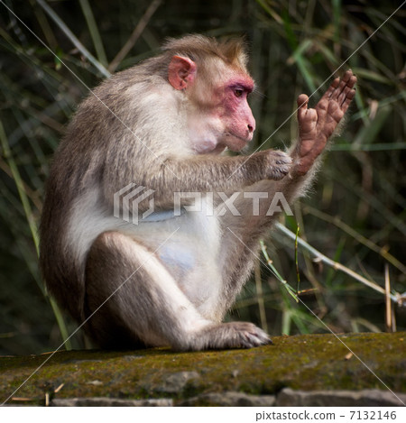 Macaque monkey cleaning itself in bamboo forest. South India 7132146