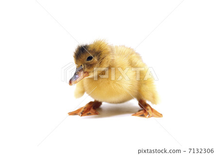 一個鴨子的兒子 7132306