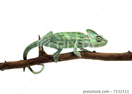 Eboshi chameleon Eboshi chameleon 7132311