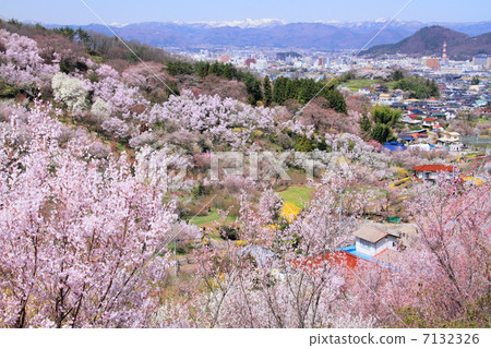 Hanamiyama山在春天 7132326