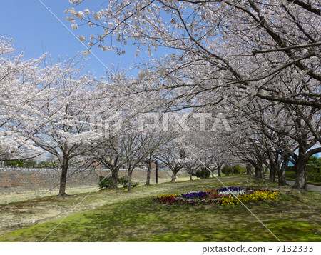 春天Sakauchi河水上公園 7132333