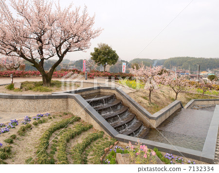 Satori Pond Bairin (Chita City, Aichi Prefecture) 7132334