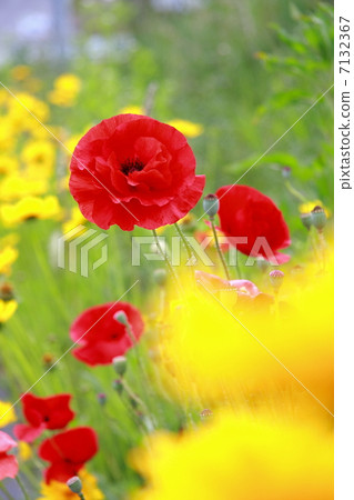 Poppy Poppy 7132367
