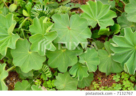 Plant · Angelonia sesame plant 7132767