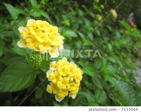 馬纓丹花 7133084