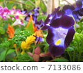 Torenia花 7133086