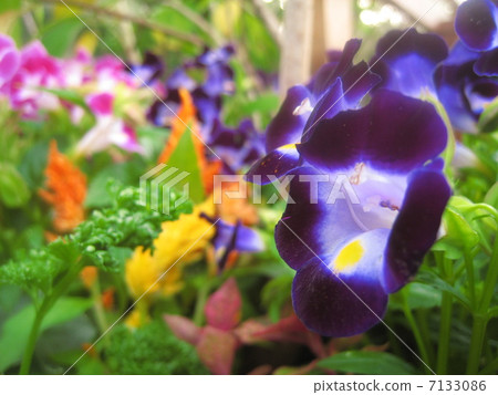 Torenia花 7133086